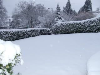 SnowNov2010005.jpg