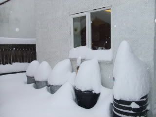 SnowNov2010011.jpg