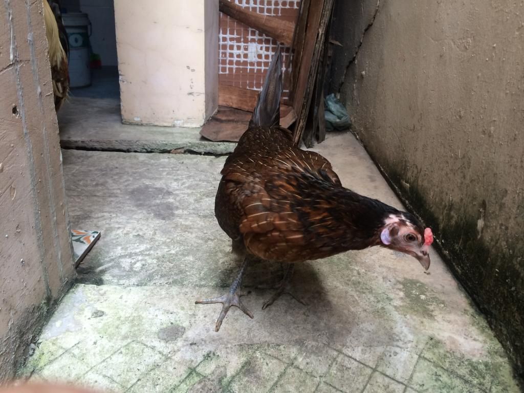 Mái Tre Mỹ Rặc (Điều, Chuối chân xanh) - 1