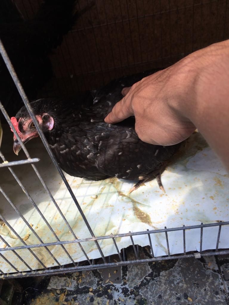 Mái Tre Mỹ lai Peru (75 Mỹ 25 Peru)