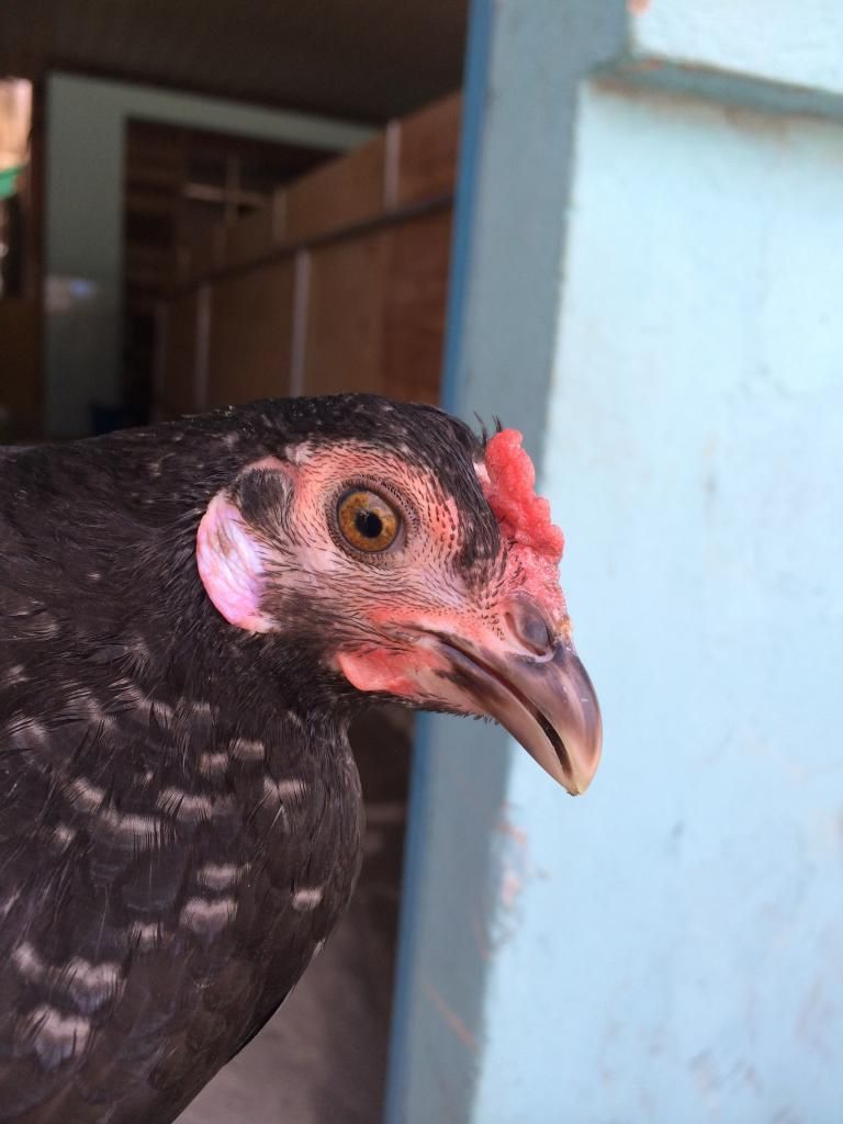 Mái Tre Mỹ lai Peru (75 Mỹ 25 Peru) - 1