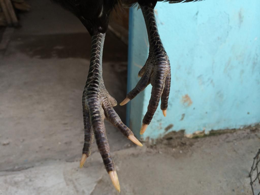 Mái Tre Mỹ lai Peru (75 Mỹ 25 Peru) - 2