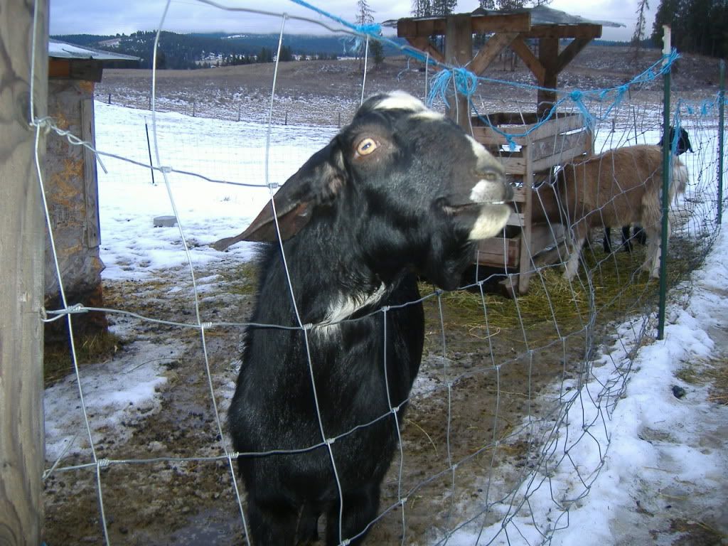 How to post pics.... - Computer Questions