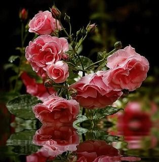 ROSAS-6.jpg picture by bmw_1