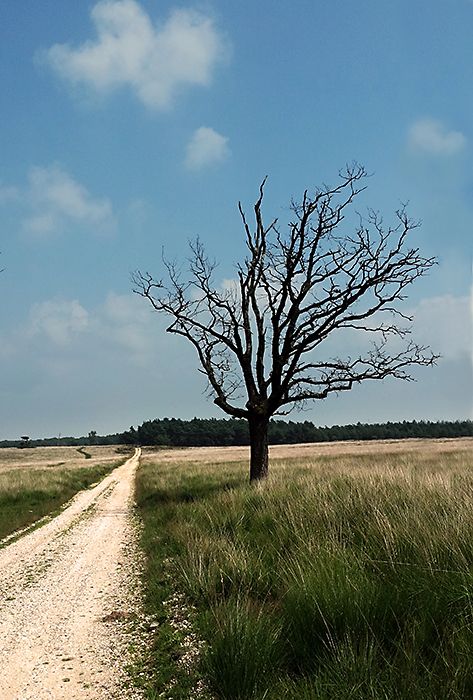 Fotografie