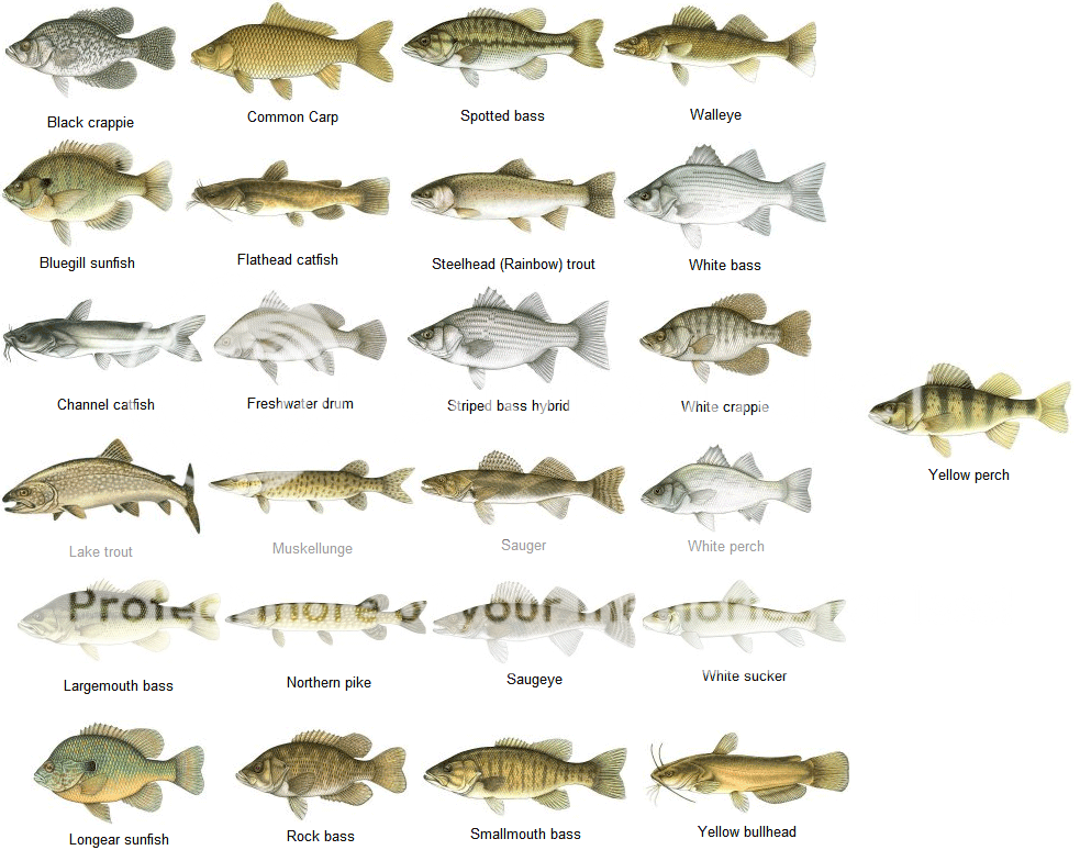 Fish-Identification-Chart.png Photo by WAHYUDII | Photobucket